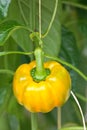 Yellow bell pepper in a greenhouse Royalty Free Stock Photo