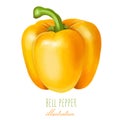 Yellow bell pepper, hand drawn illustration Royalty Free Stock Photo