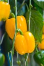 Yellow Bell pepper plant in the garden Royalty Free Stock Photo