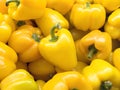 yellow bell pepper or sweet pepper