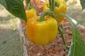 Yellow bell pepper sweet pepper on the pepper tree Royalty Free Stock Photo