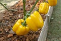 Yellow bell pepper sweet pepper on the tree. Royalty Free Stock Photo