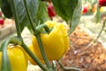 Yellow bell pepper sweet pepper on the pepper tree. Royalty Free Stock Photo