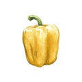 yellow bell pepper watercolor illustration on white back Royalty Free Stock Photo