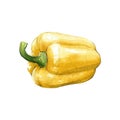 yellow bell pepper watercolor illustration on white back Royalty Free Stock Photo