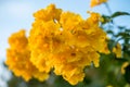 Yellow bell, Yellow elder, Trumpet Bush tree bouquet leaf Royalty Free Stock Photo