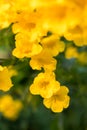 Yellow bell, Yellow elder, Trumpet Bush tree bouquet leaf Royalty Free Stock Photo