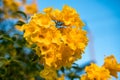 Yellow bell, Yellow elder, Trumpet Bush tree bouquet leaf Royalty Free Stock Photo