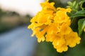 Yellow bell, Yellow elder, Trumpet Bush tree bouquet leaf Royalty Free Stock Photo