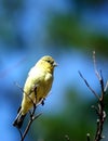 A yellow-bellied Bird resting on a tree branch Royalty Free Stock Photo