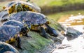 Yellow bellied cumberland slider turtle heading towards the water, tropical reptile specie from America Royalty Free Stock Photo