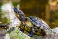 Yellow bellied cumberland slider turtle with its face and upper body in closeup, tropical reptile specie from America