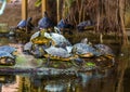 Yellow bellied cumberland slider turtle nest on a rock in the water, tropical reptile specie from America Royalty Free Stock Photo