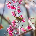 Yellow bellied flycatcher bird on Wild Himalayan Cherry tree in Royalty Free Stock Photo