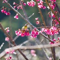 Yellow bellied flycatcher bird on Wild Himalayan Cherry tree in Royalty Free Stock Photo