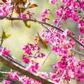 Yellow bellied flycatcher bird on Wild Himalayan Cherry tree in Royalty Free Stock Photo