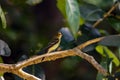 Yellow-bellied flycatcher, Empidonax flaviventris, in a tree Royalty Free Stock Photo