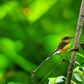 Yellow-bellied flycatcher (Motacilla flammea) AI generated