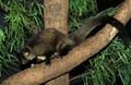 Yellow Bellied Glider, petaurus australis