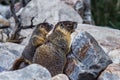 Yellow Bellied Marmot Royalty Free Stock Photo