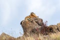 The yellow-bellied marmot or golden marmot also known as Marmota flaviventris