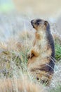 The yellow-bellied marmot or golden marmot also known as Marmota flaviventris