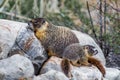 Yellow Bellied Marmot