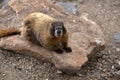Yellow bellied marmot or golden marmot on rock in the high country of Rocky Mountains of Colorado