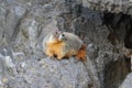 Yellow-bellied marmot (Marmota flaviventris) Royalty Free Stock Photo