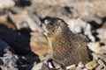 A Yellow Bellied Marmot, Marmota flaviventris, on the alpine tundra Royalty Free Stock Photo