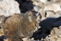 A Yellow Bellied Marmot, Marmota flaviventris, on the alpine tundra Royalty Free Stock Photo