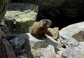 Yellow-bellied marmot active among the rocks