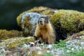 Yellow-bellied marmot Marmota flaviventris, also known as Rock Chuck, looking out of the entrance of its burrow