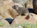 Yellow-Bellied Marmot - Marmota flaviventris Royalty Free Stock Photo