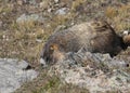 Yellow-bellied Marmot marmota flaviventris Royalty Free Stock Photo