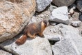 Endangered yellow bellied marmot Yosemite Royalty Free Stock Photo
