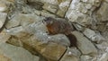 The yellow-bellied marmot, Marmota flaviventris Royalty Free Stock Photo