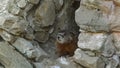 The yellow-bellied marmot, Marmota flaviventris Royalty Free Stock Photo