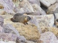 Yellow-bellied marmot Marmota flaviventris Royalty Free Stock Photo