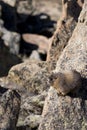 A Yellow Bellied Marmot, Marmota flaviventris, on the alpine tundra Royalty Free Stock Photo