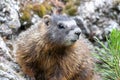 Yellow-bellied Marmot Marmota flaviventris Royalty Free Stock Photo