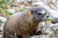 Yellow-bellied Marmot Marmota flaviventris Royalty Free Stock Photo