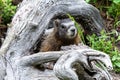 Yellow-bellied Marmot Marmota flaviventris Royalty Free Stock Photo