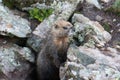 Yellow-Bellied Marmot