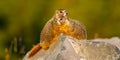 Yellow Bellied Marmot Pups Royalty Free Stock Photo