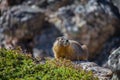 A yellow bellied marmot rests atop a boulder in the mountains.