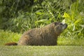 yellow bellied marmot rests on grass