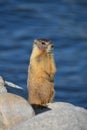 Yellow-Bellied Marmot Stands Politely