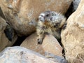 Yellow-bellied Marmot Stuck