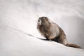 Yellow-bellied Marmot surfacing from it`s burrow in the snow Mount Rainier National Park